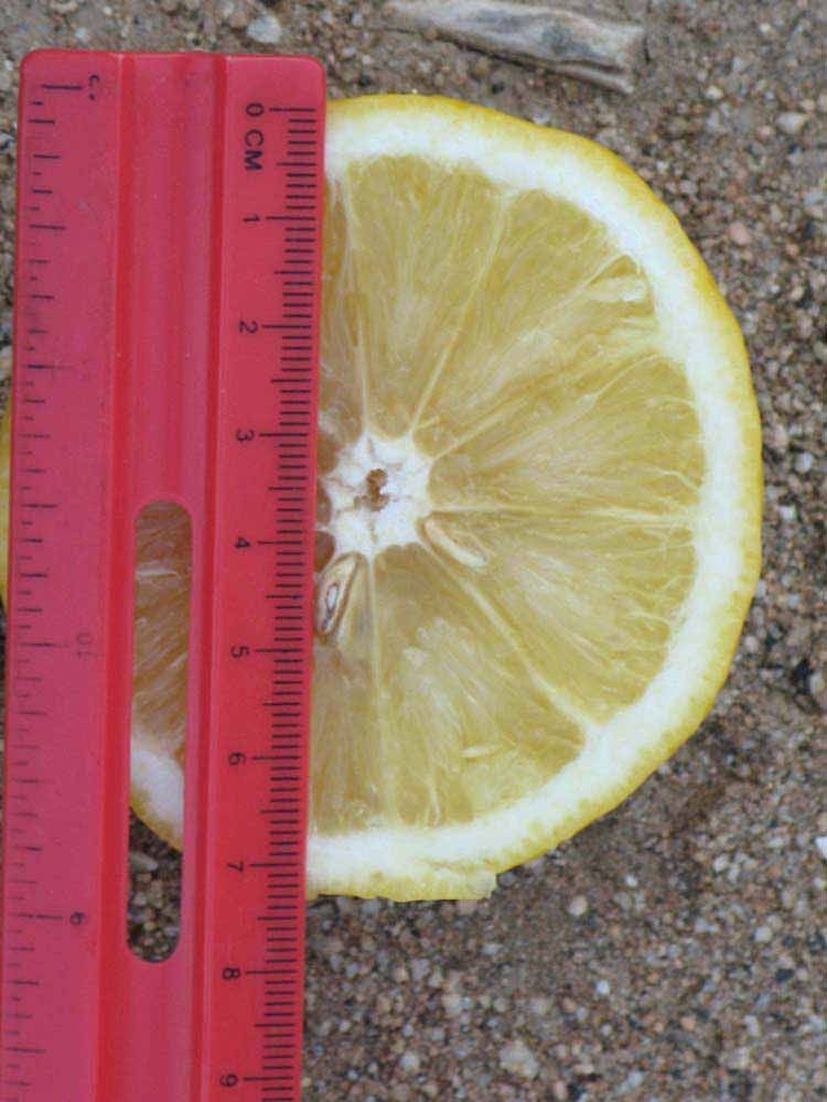              Fruit cross-section of  Citrus  x  bergamia        (Bergmot, Riverside, CA)       